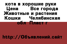 кота в хорошие руки › Цена ­ 0 - Все города Животные и растения » Кошки   . Челябинская обл.,Пласт г.